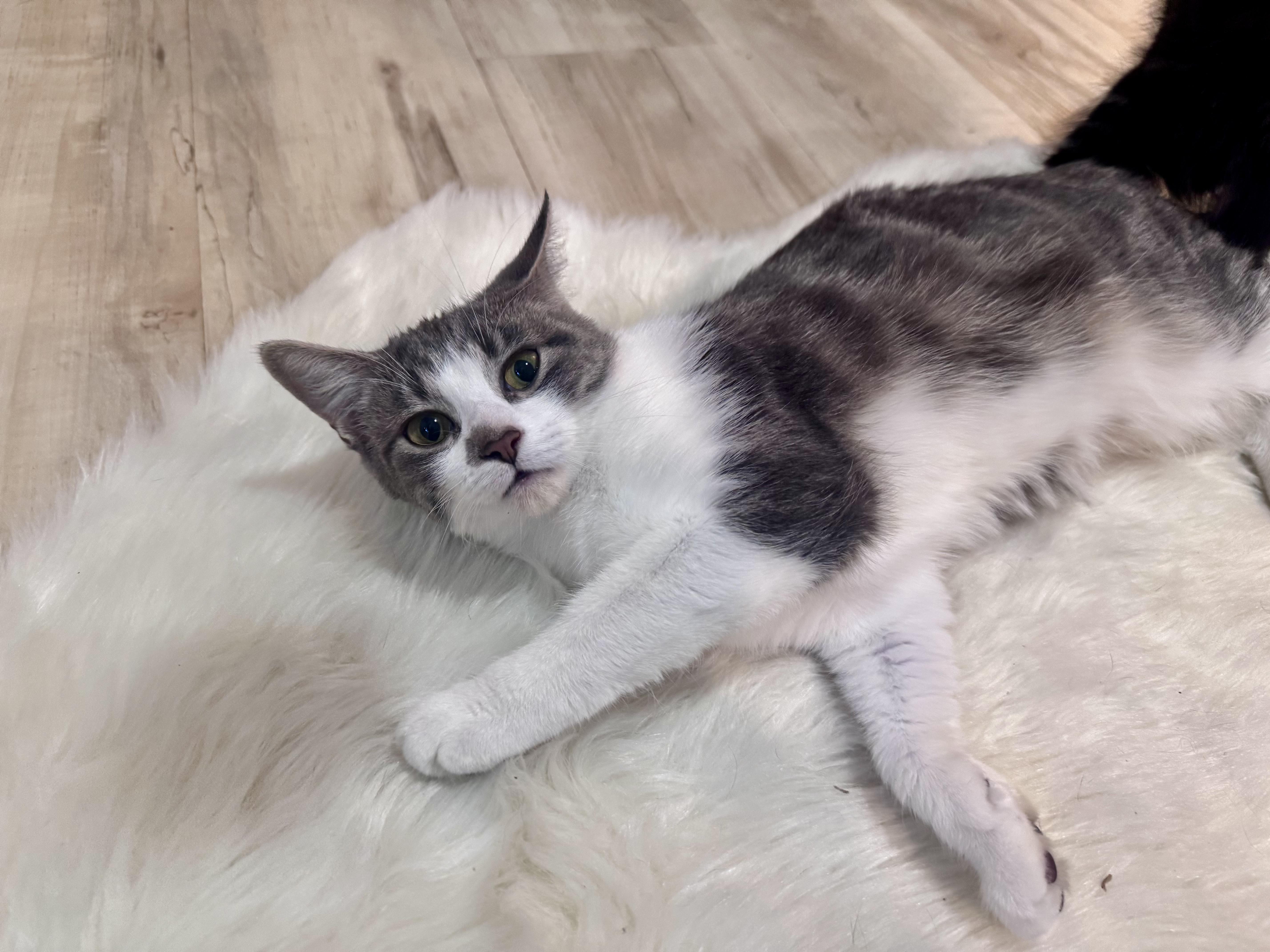 Myla, an adopted American Shorthair in Philadelphia, PA image 2/6