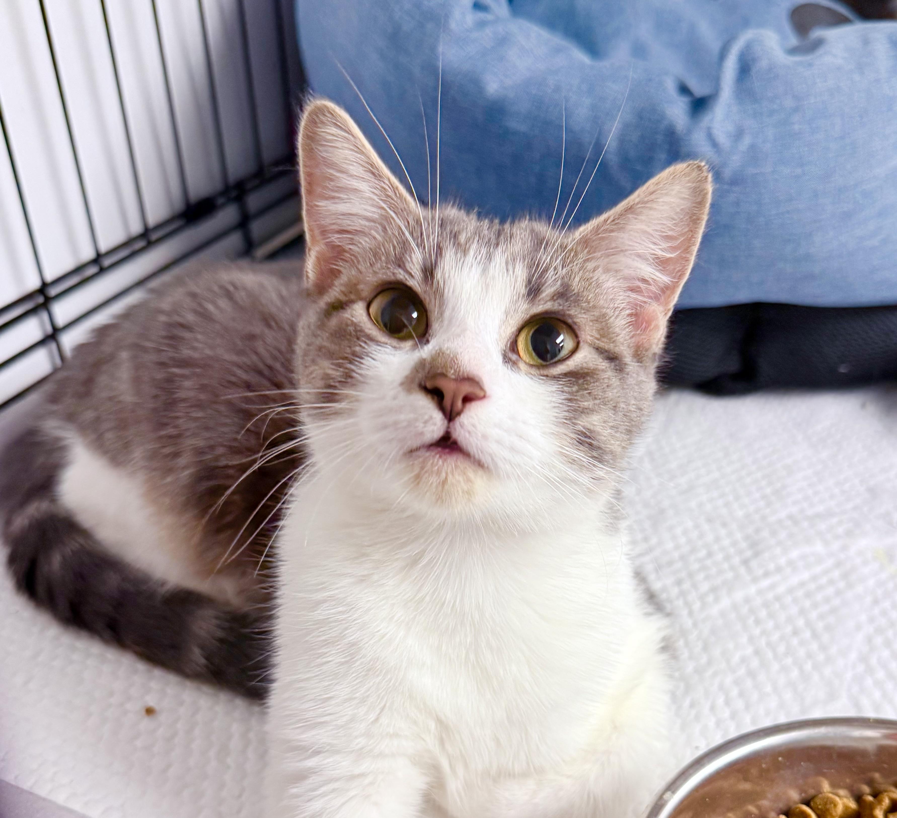 Myla, adopted, Young Female American Shorthair.