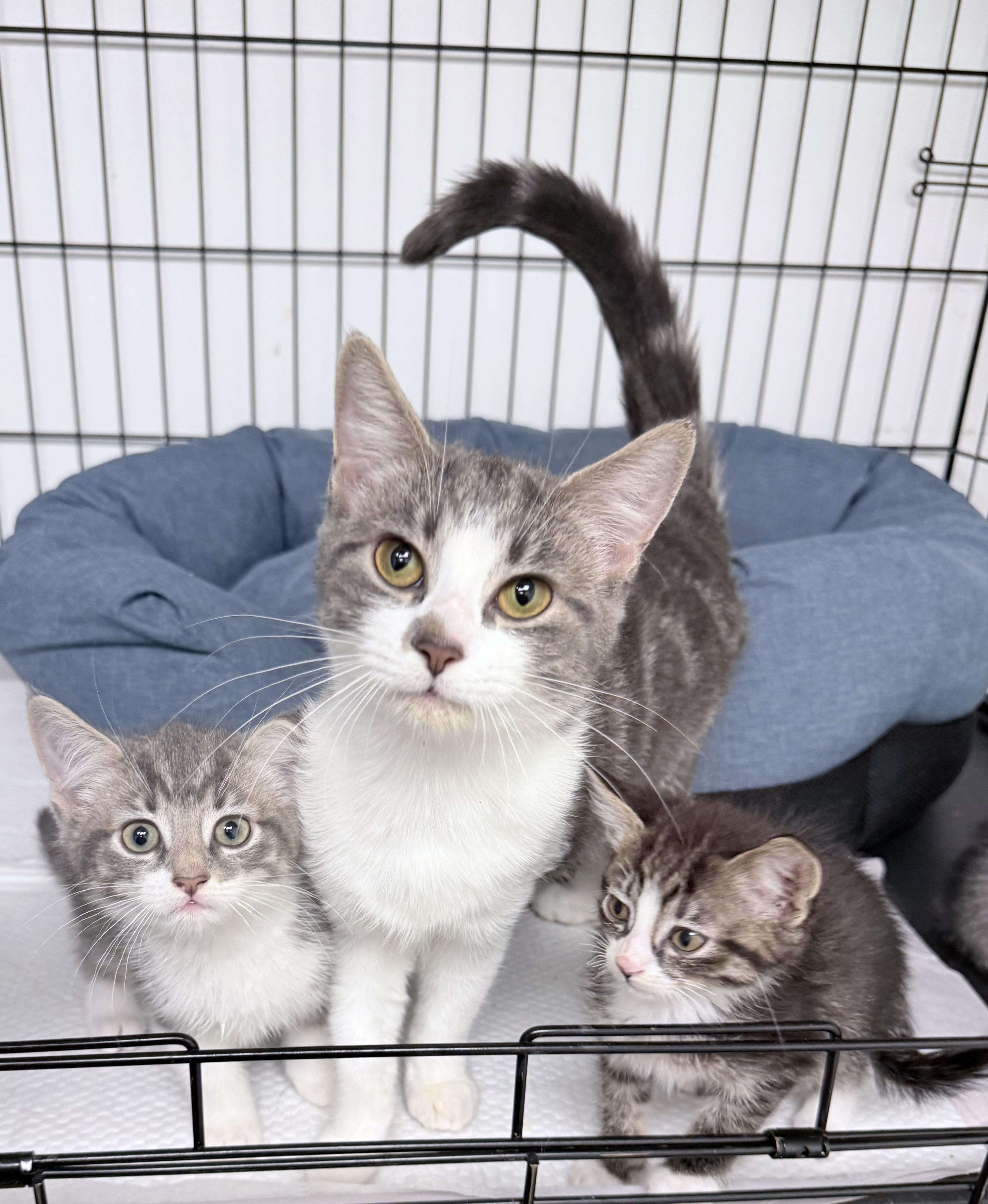 Myla, an adopted American Shorthair in Philadelphia, PA image 5/6