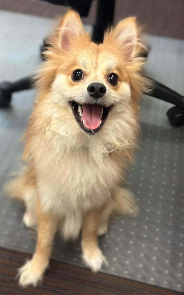 Rusty, Adopted, Adult Male Pomeranian & Terrier.