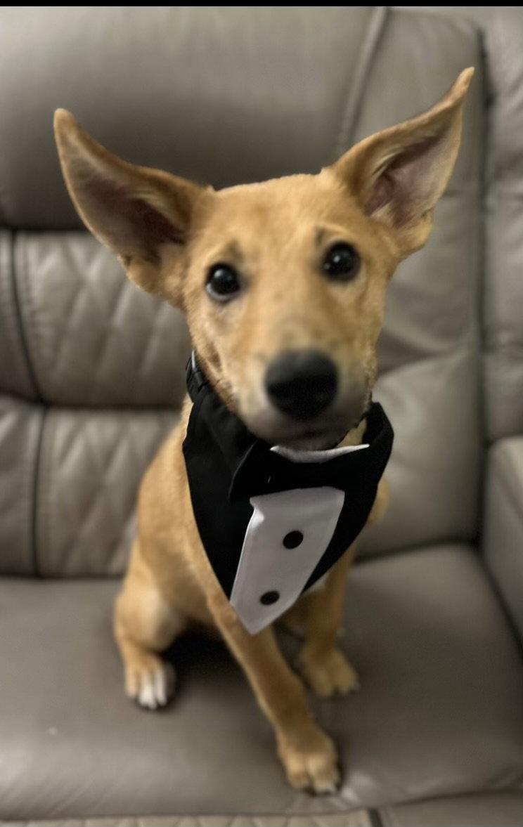 Charles, Adopted, Young Male Shepherd.