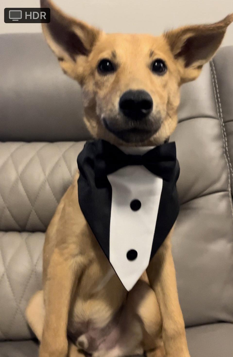 Enlarge Charles, a Adopted Shepherd in Sanford, FL image 2/3