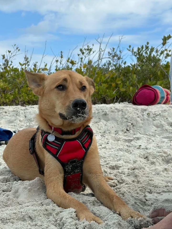 Enlarge Charles, a Adopted Shepherd in Sanford, FL image 3/3
