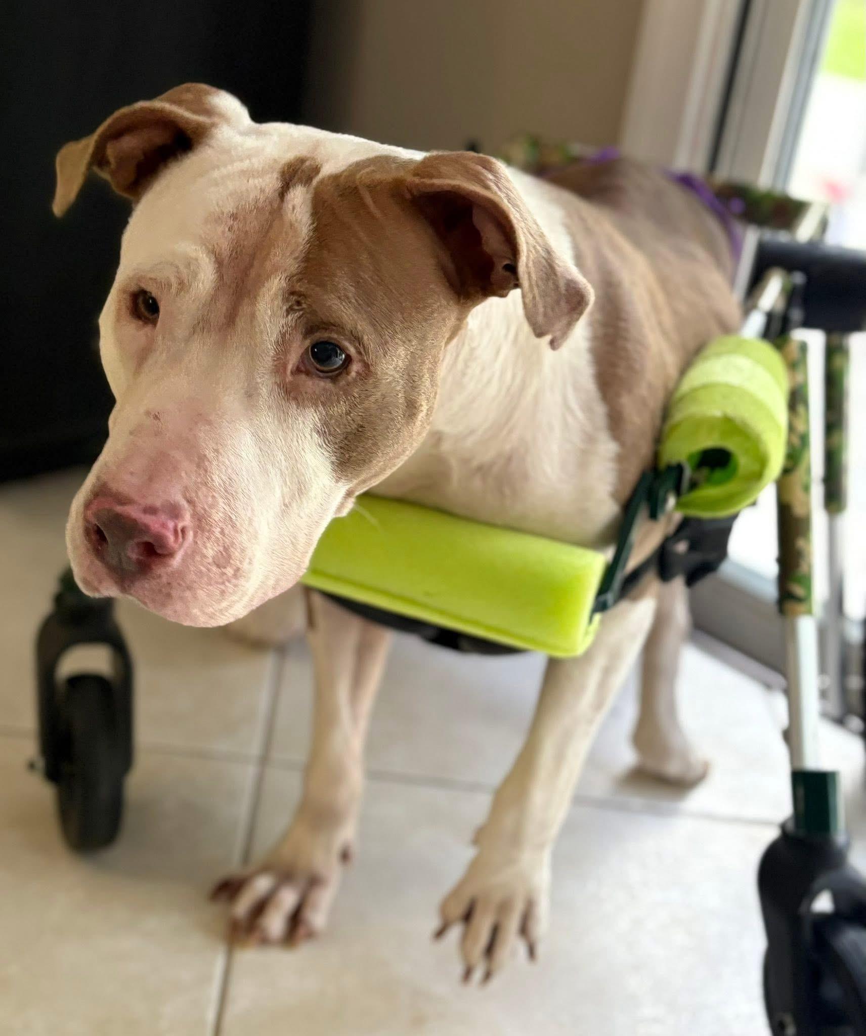 Enlarge Noelle, a Adoptable mixed breed in Palm springs, FL image 2/6