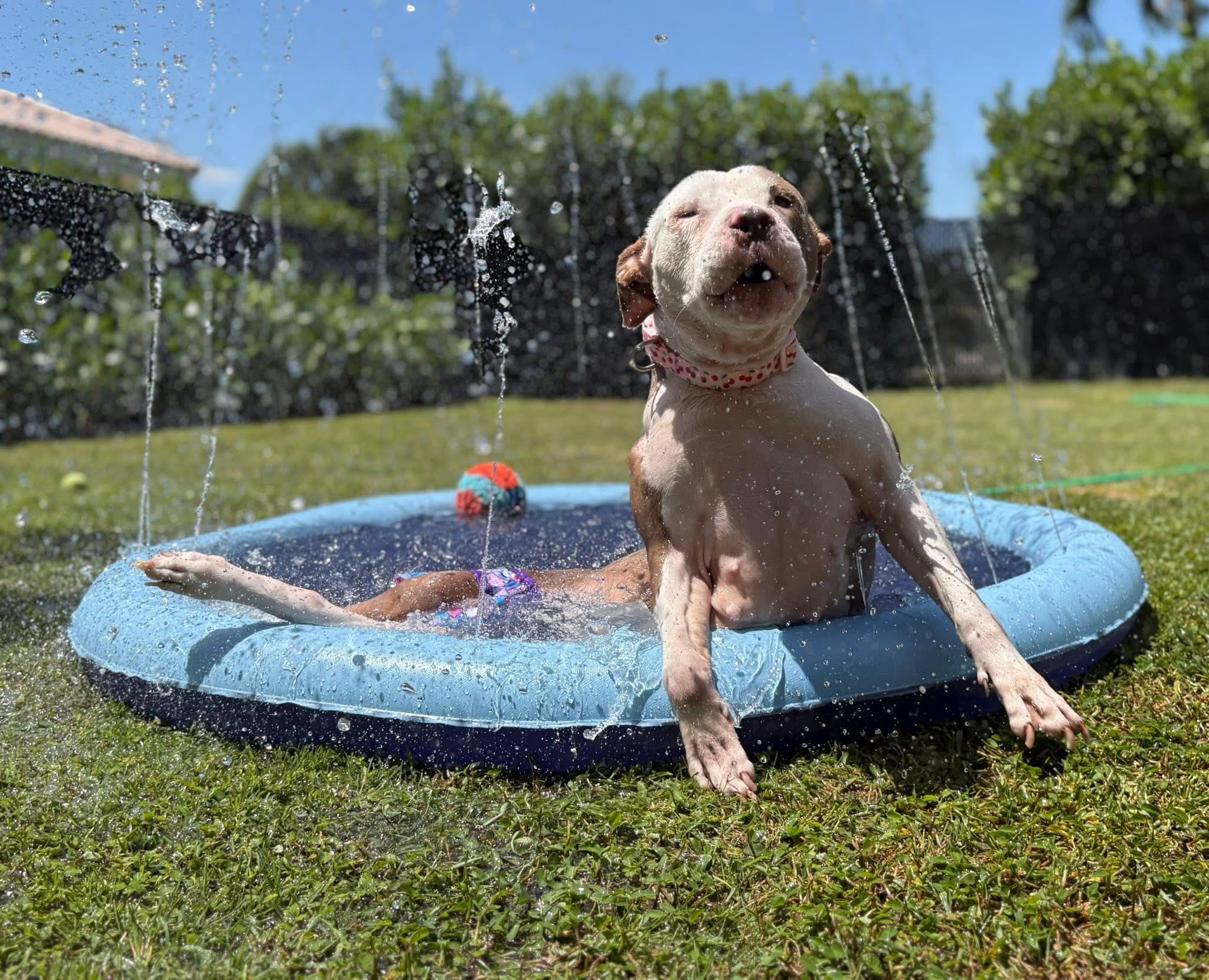 Enlarge Noelle, a Adoptable mixed breed in Palm springs, FL image 3/6