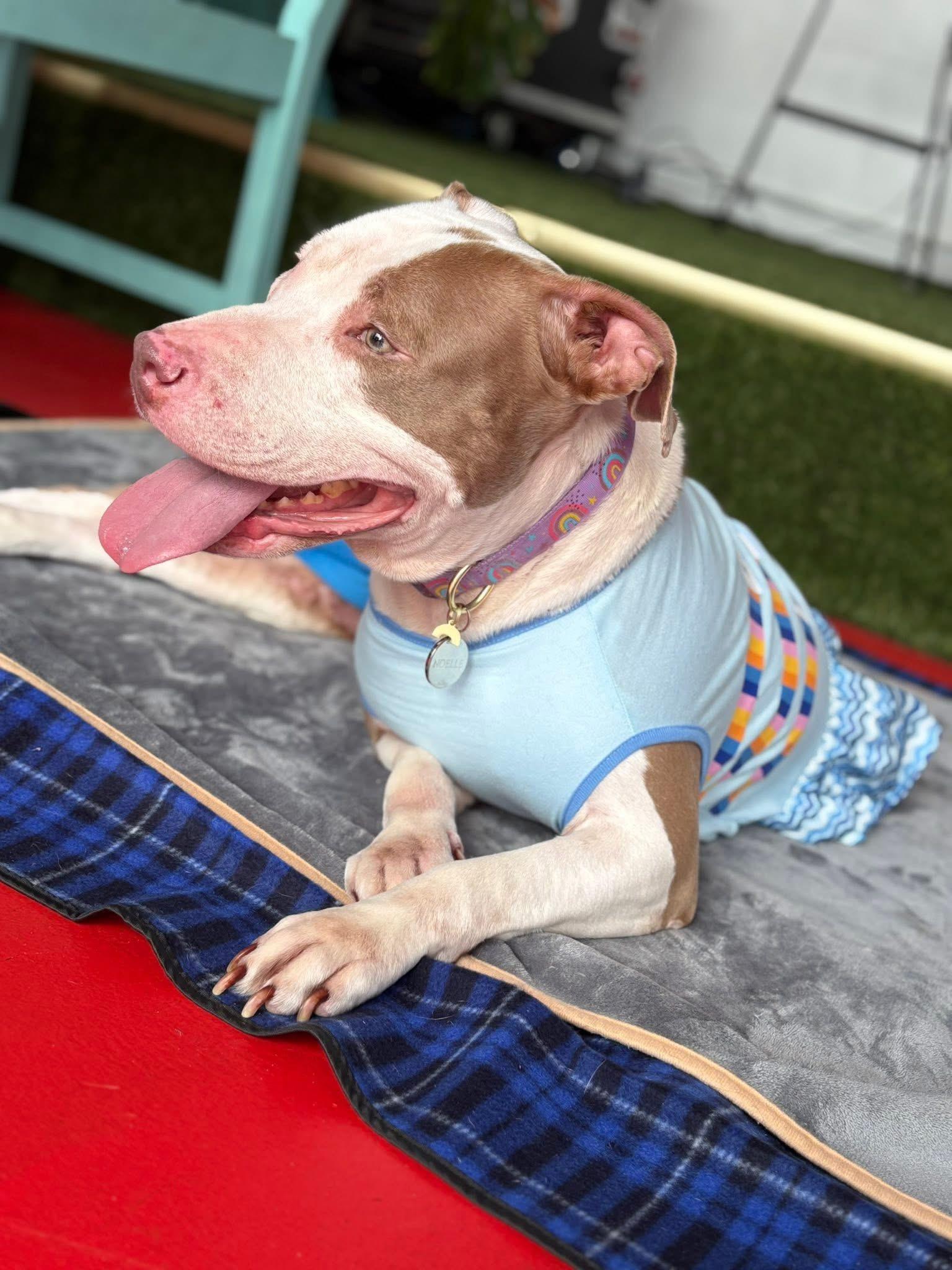 Enlarge Noelle, a Adoptable mixed breed in Palm springs, FL image 4/6