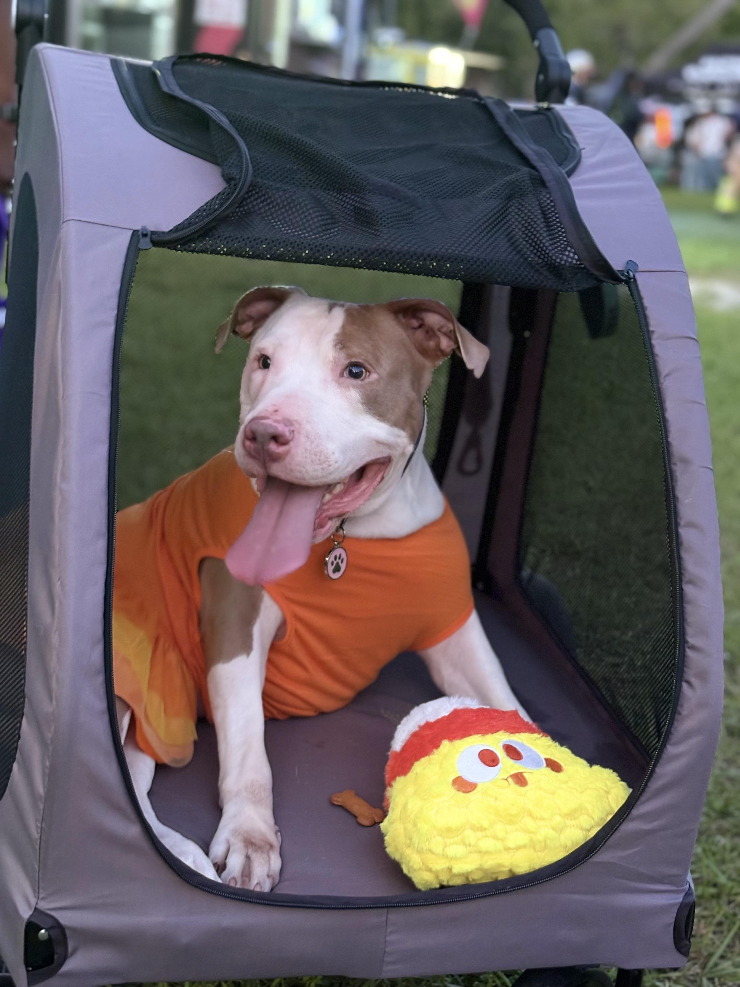 Noelle, Adoptable, Adult Female Pit Bull Terrier.