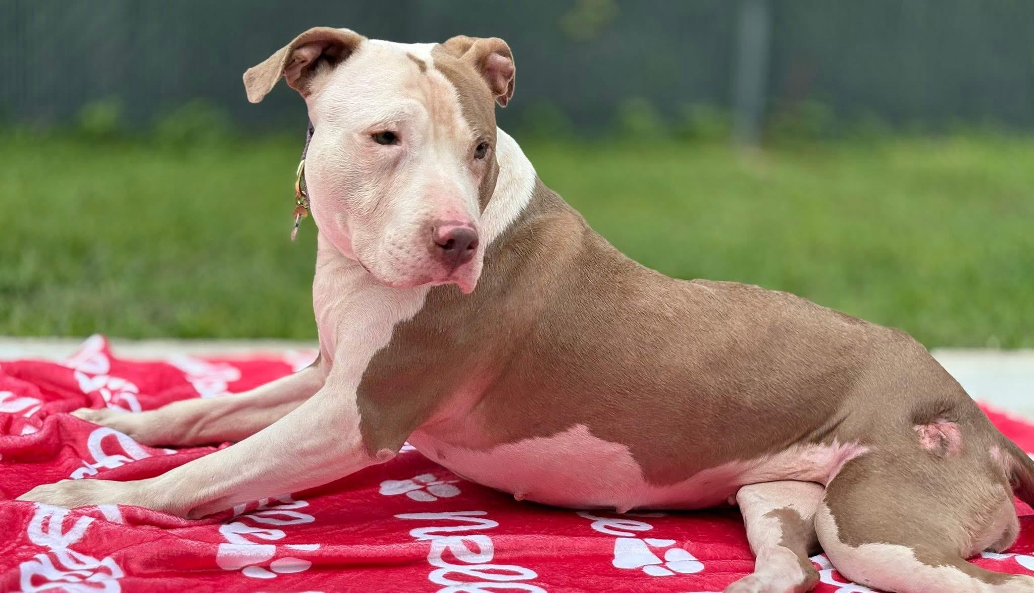 Enlarge Noelle, a Adoptable mixed breed in Palm springs, FL image 5/6