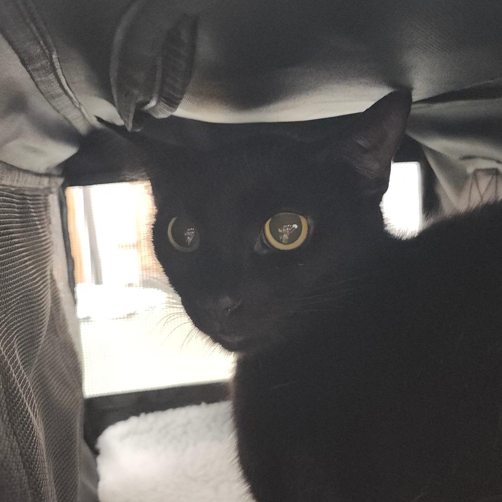 Enlarge Missy, a Adoptable Domestic Short Hair in Clearwater, FL image 1/1