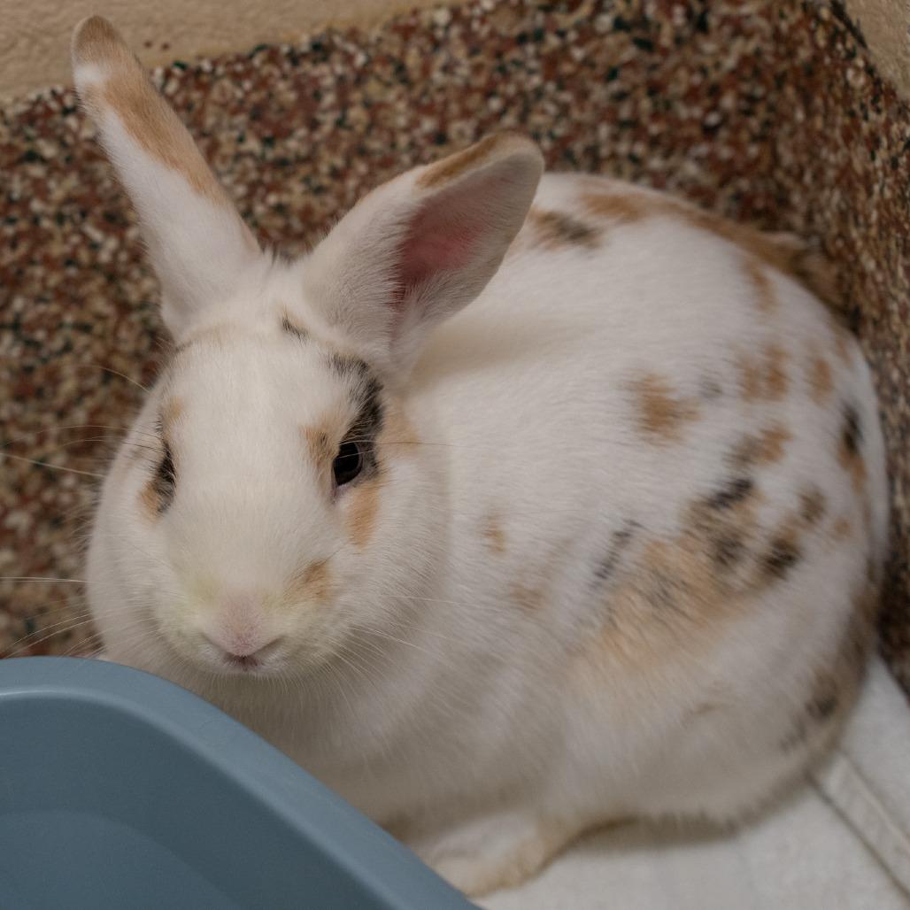 Enlarge Donut-In foster, a Adoptable Rex in Springfield, MA image 1/3