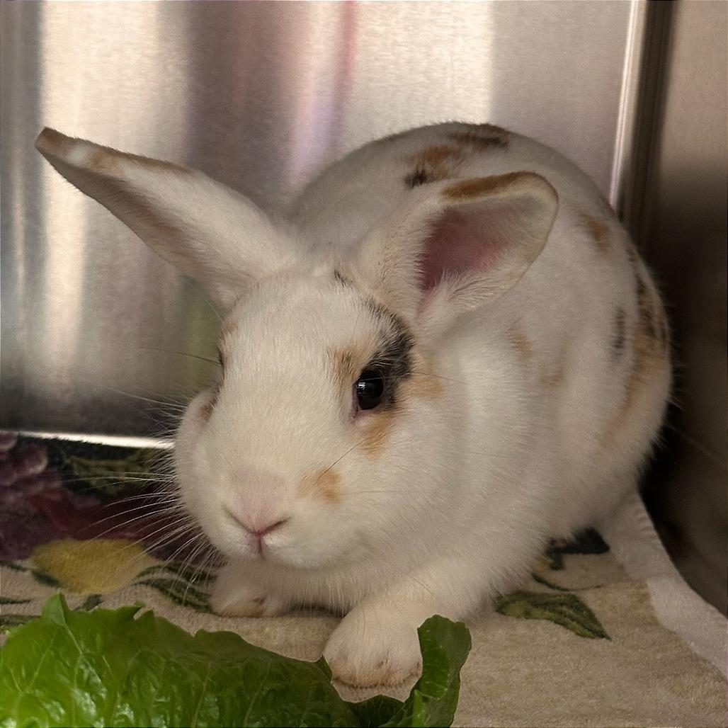 Enlarge Donut-In foster, a Adoptable Rex in Springfield, MA image 2/3
