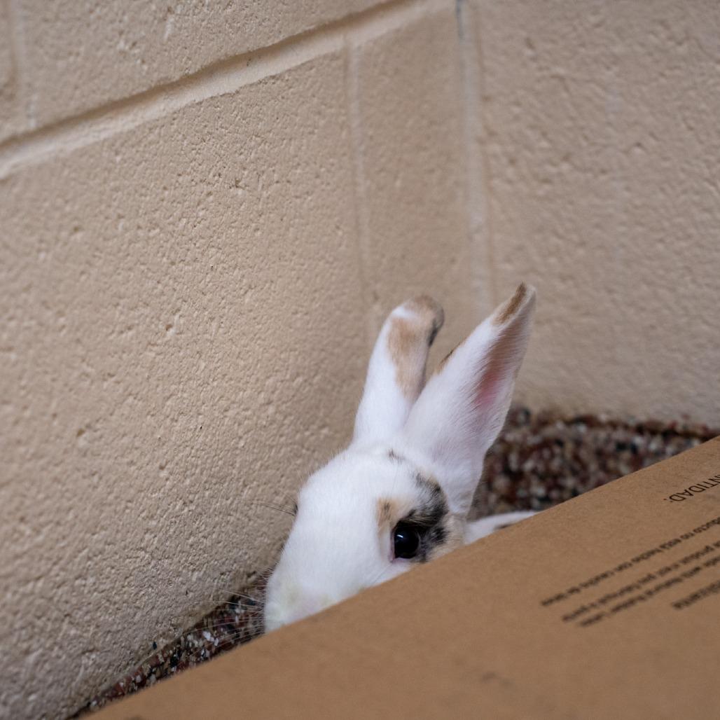 Enlarge Donut-In foster, a Adoptable Rex in Springfield, MA image 3/3