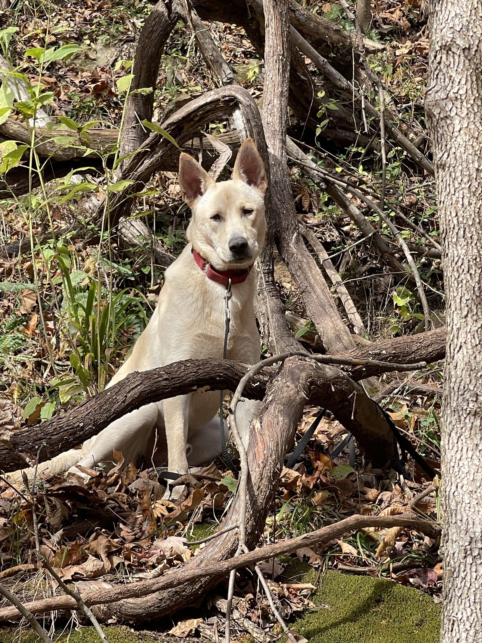 Whisper, Adopted, Young Male White German Shepherd.