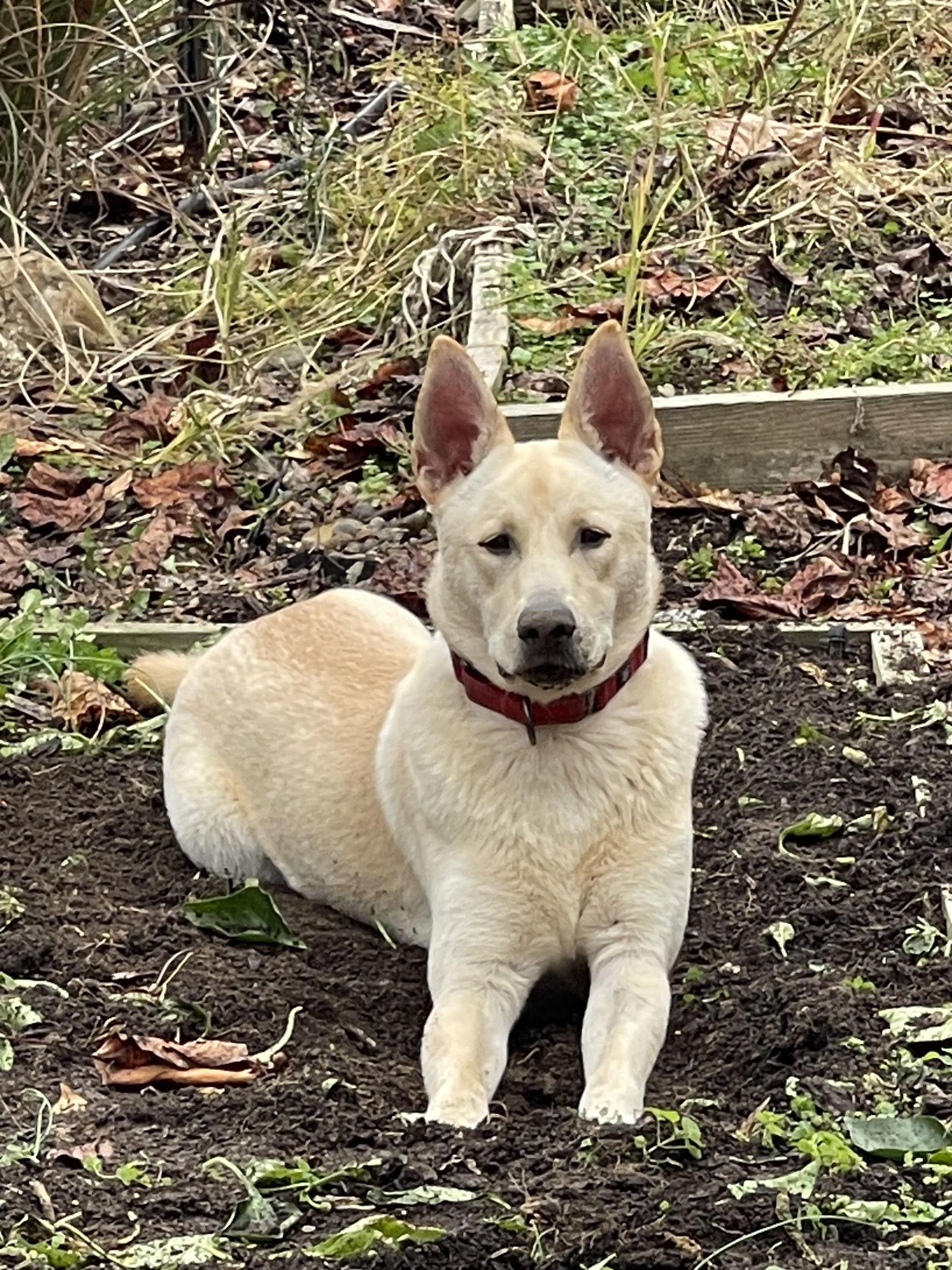 Enlarge Whisper, a Adopted White German Shepherd in Londonderry, NH image 2/3
