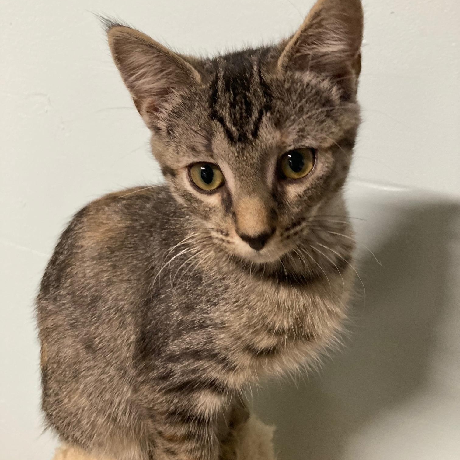 Enlarge BB (brown butter), an adopted Domestic Short Hair in Watkinsville, GA image 1/1