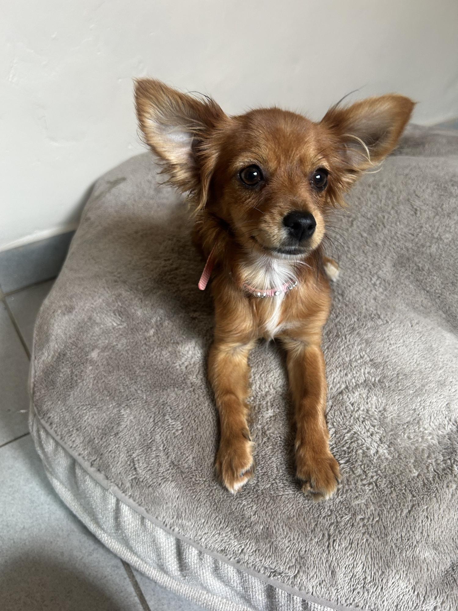 Enlarge Nina, a Adopted mixed breed in San Ysidro, CA image 2/5