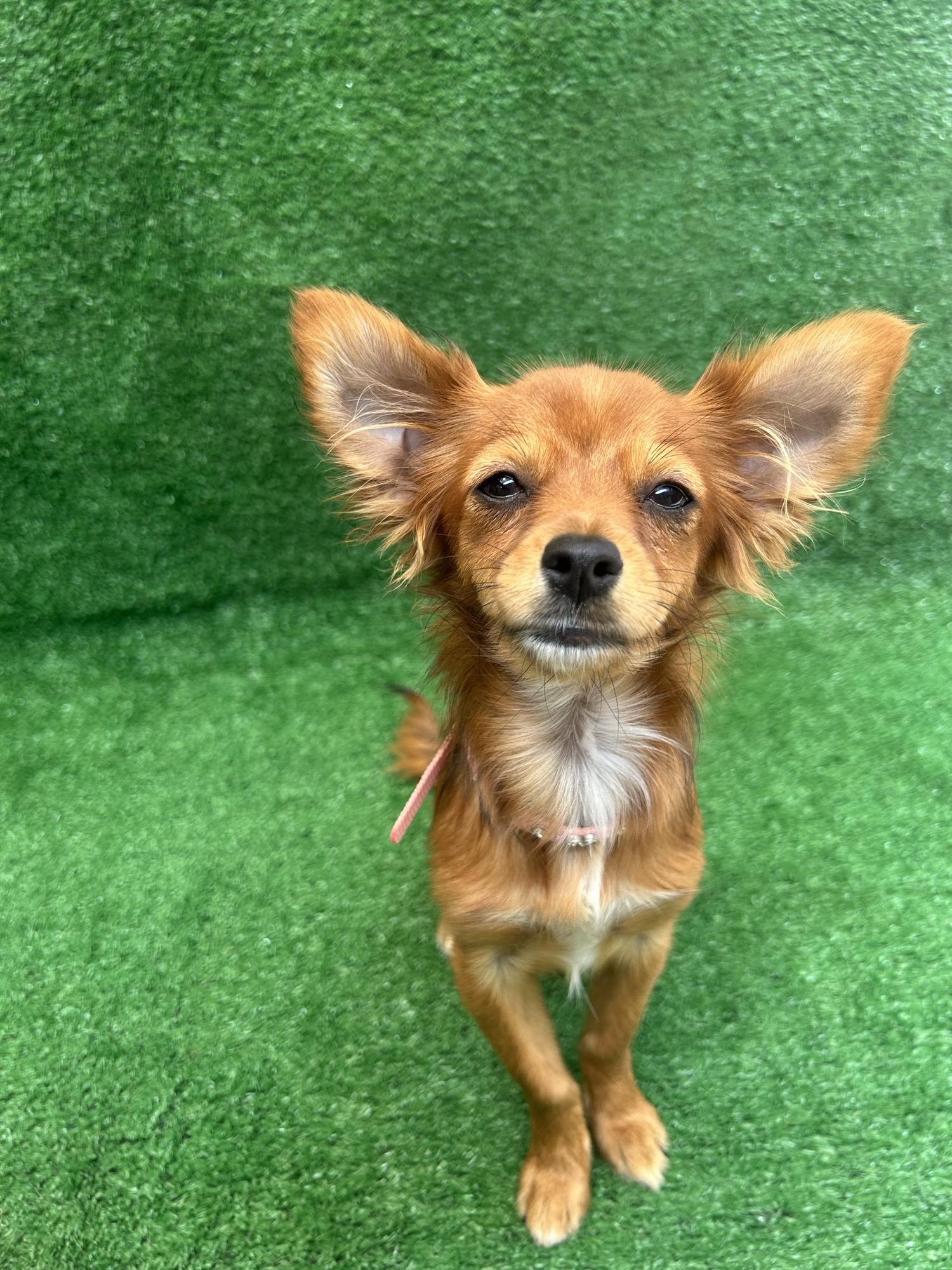 Enlarge Nina, a Adopted mixed breed in San Ysidro, CA image 1/5