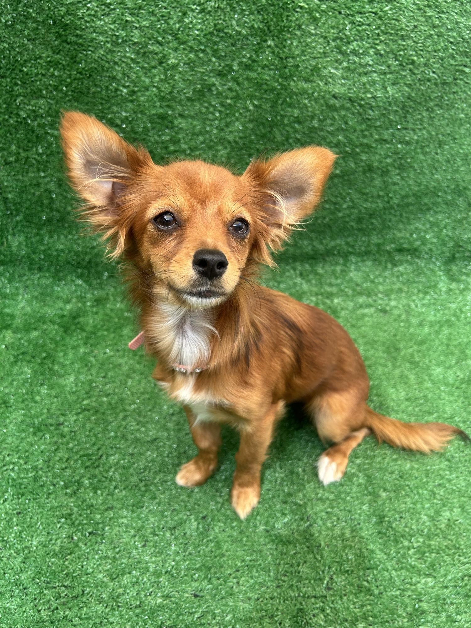 Enlarge Nina, a Adopted mixed breed in San Ysidro, CA image 3/5