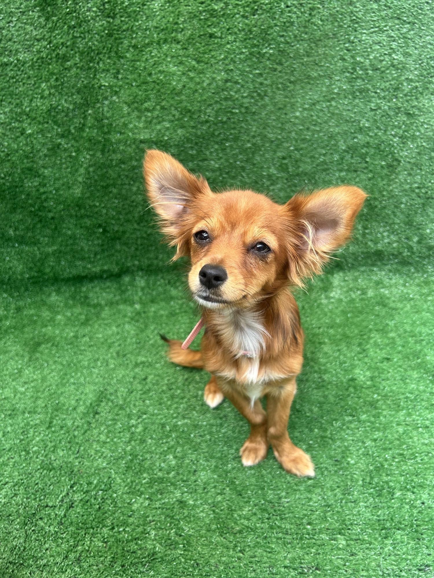Enlarge Nina, a Adopted mixed breed in San Ysidro, CA image 4/5