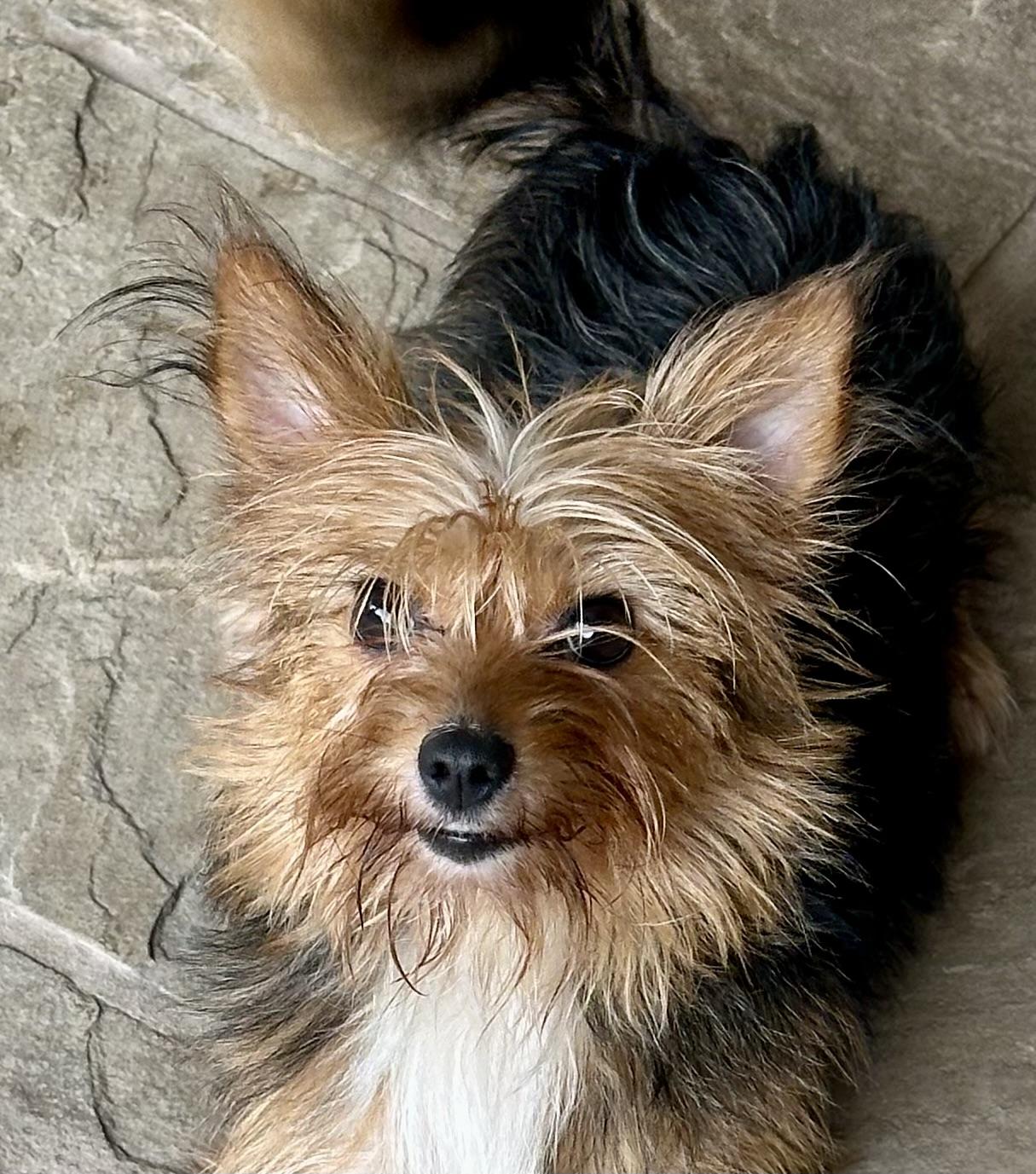 Zelly, a Adoptable mixed breed in Fremont, CA image 2/4