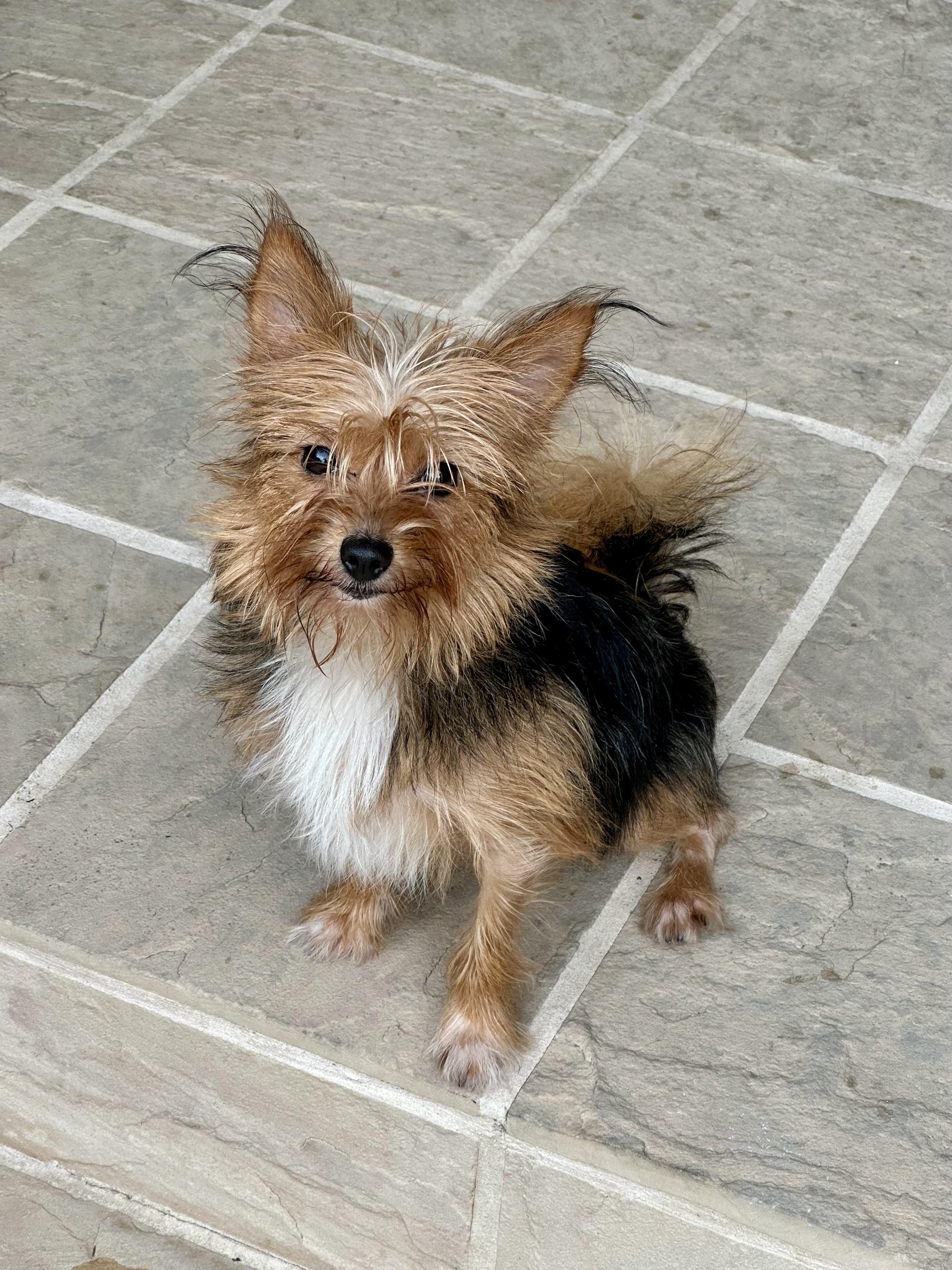 Zelly, Adoptable, Young Female Yorkshire Terrier.