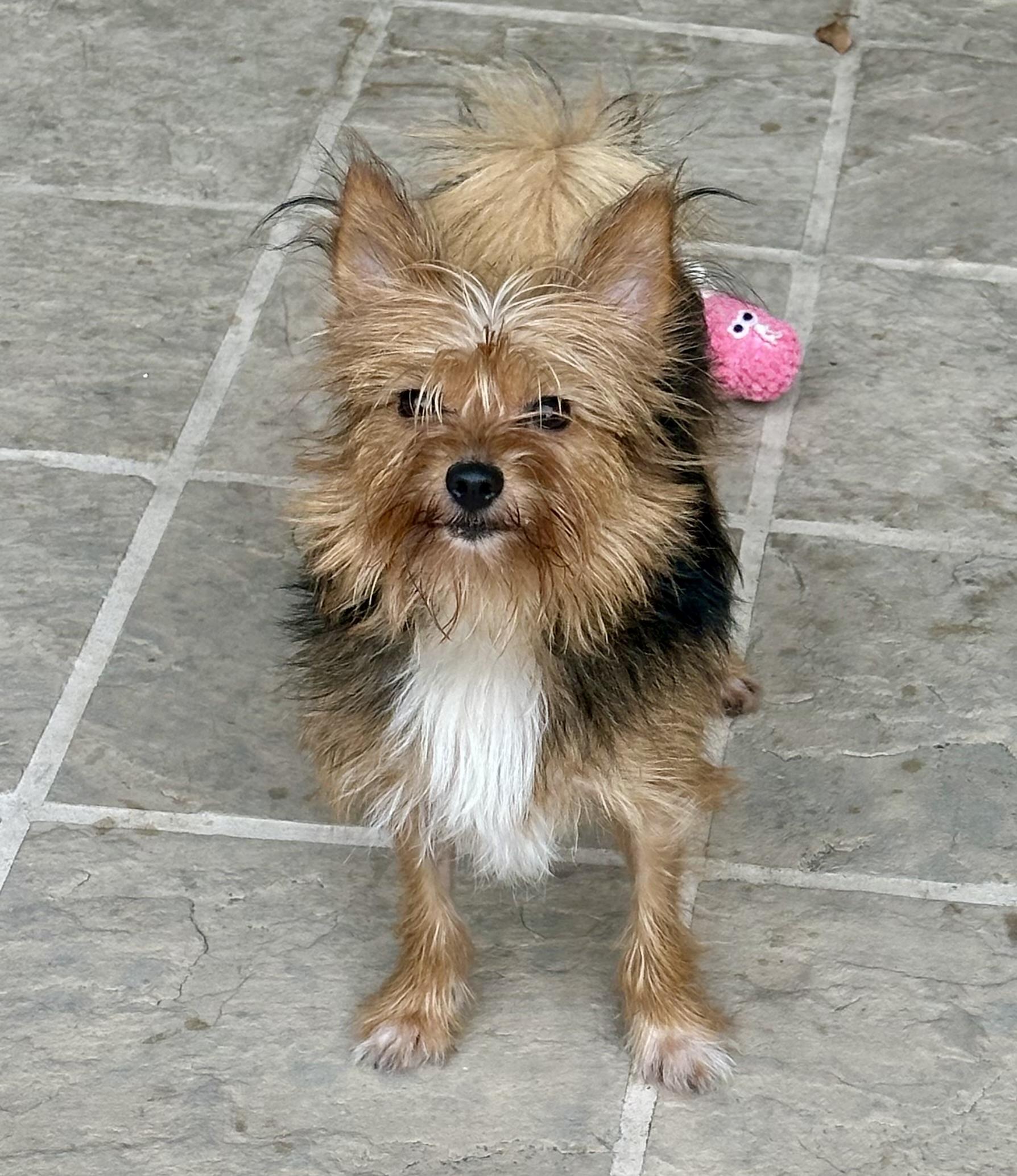 Zelly, a Adoptable mixed breed in Fremont, CA image 3/4