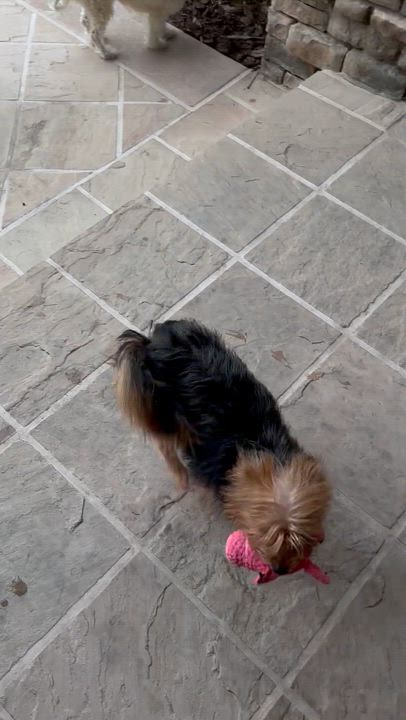 Enlarge Zelly, a Adoptable mixed breed in Fremont, CA video 4/4