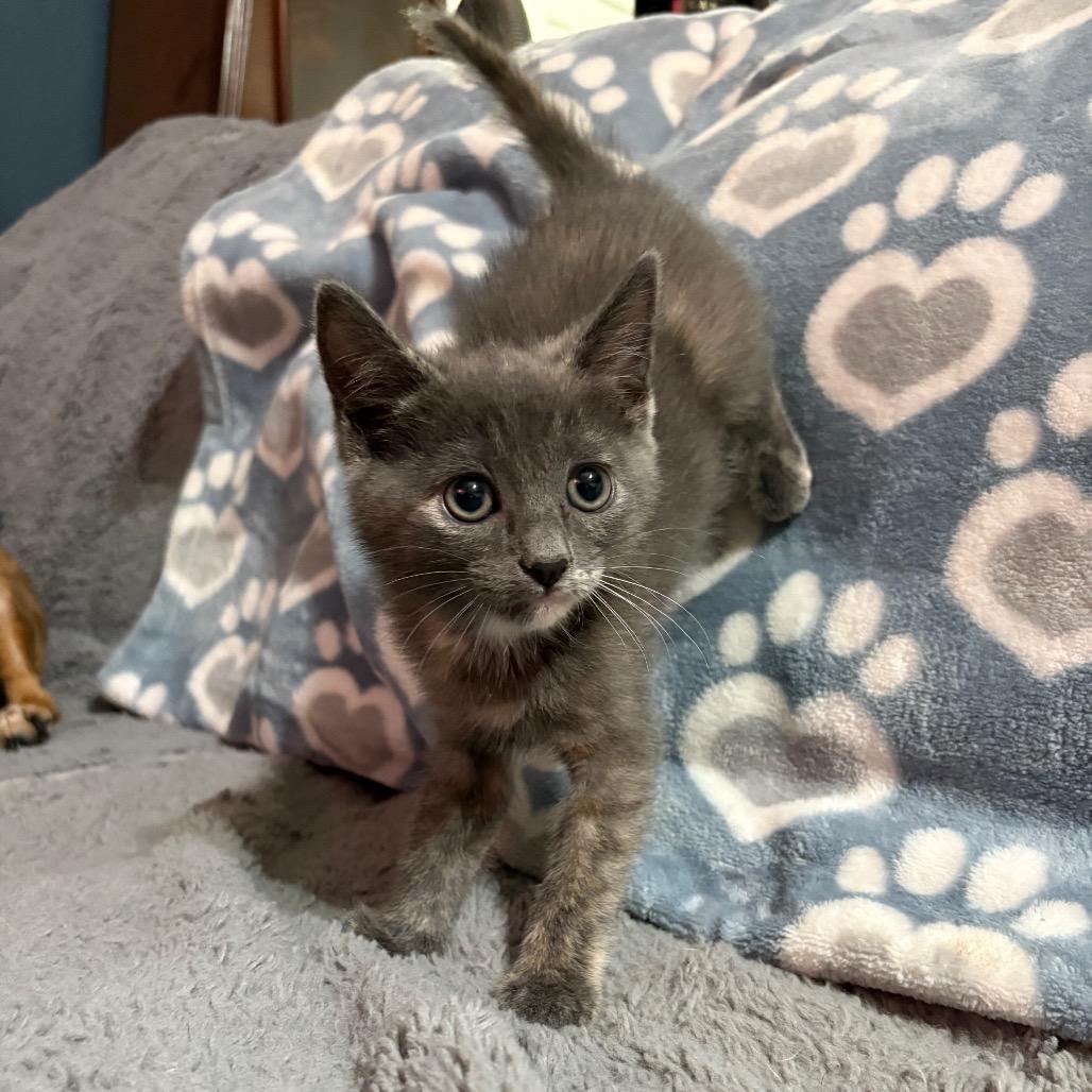 Lola, a Adoptable Domestic Medium Hair in Long Beach, CA image 2/6