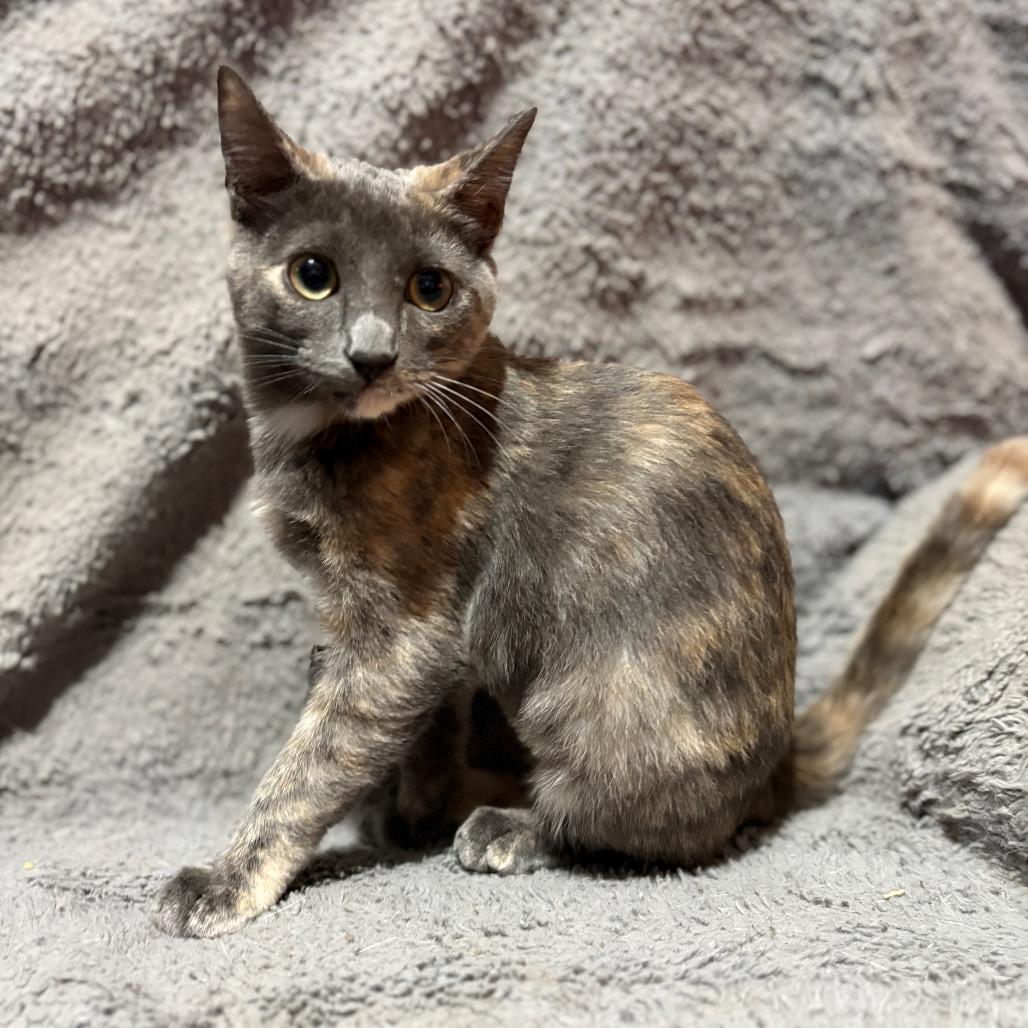 Lola, a Adoptable Domestic Medium Hair in Long Beach, CA image 6/6