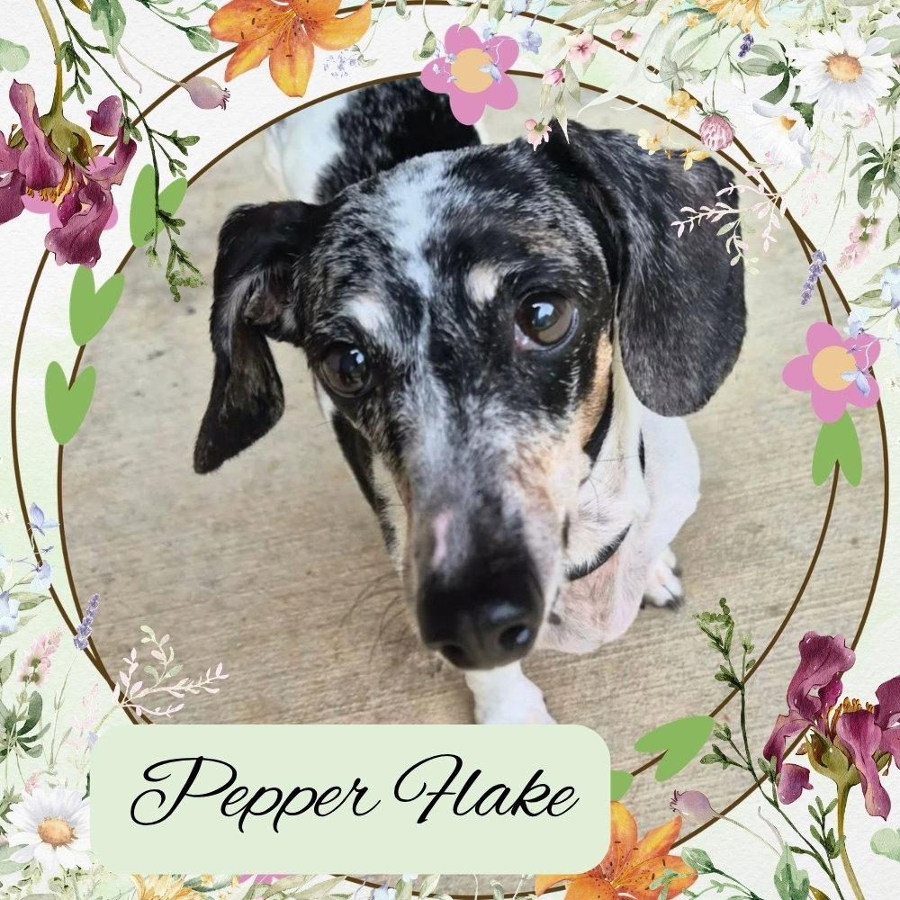 Pepper Flake, Adoptable, Senior Male Dachshund.