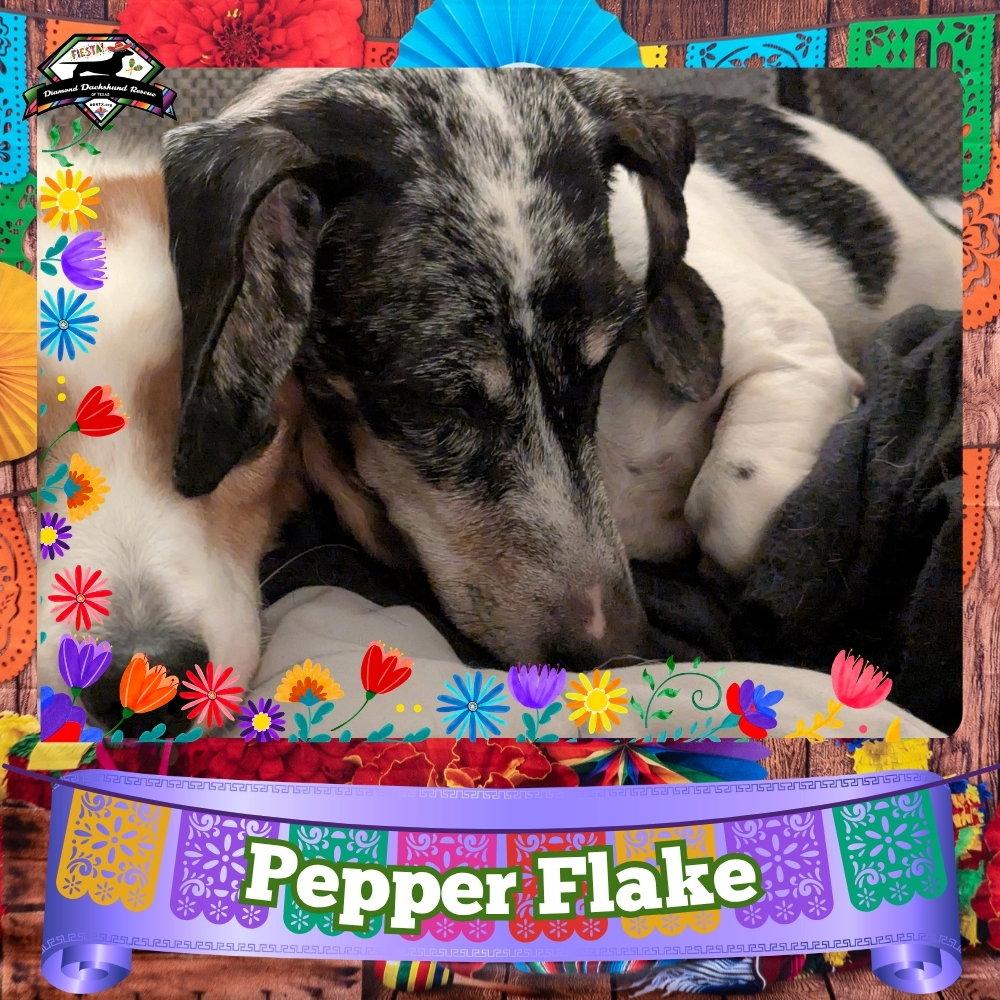 Enlarge Pepper Flake, a Adoptable Dachshund in San Antonio, TX image 1/3