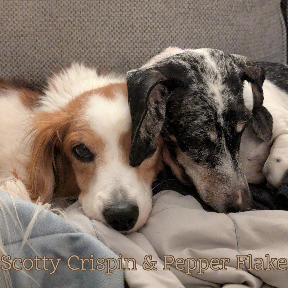 Pepper Flake, Adoptable, Senior Male Dachshund.