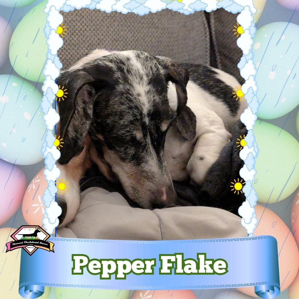 Enlarge Pepper Flake, a Adoptable Dachshund in San Antonio, TX image 2/3