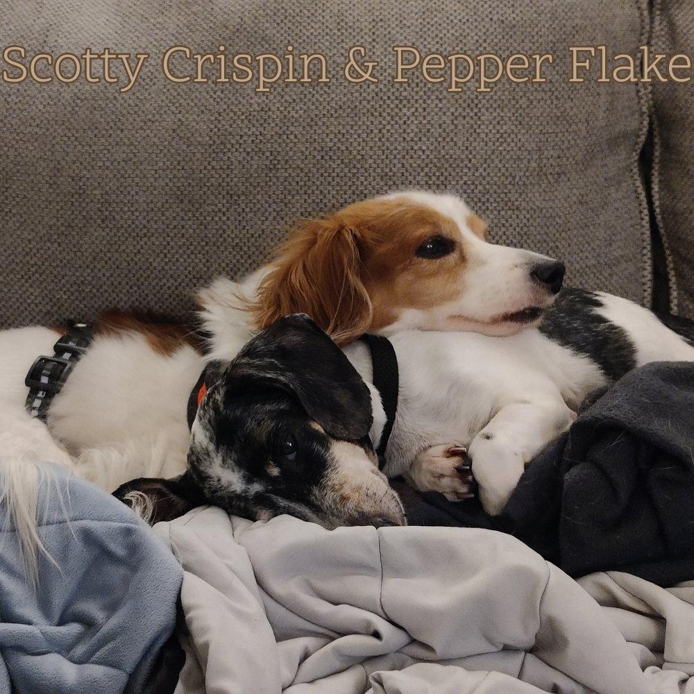 Enlarge Pepper Flake, a Adoptable Dachshund in San Antonio, TX image 3/3