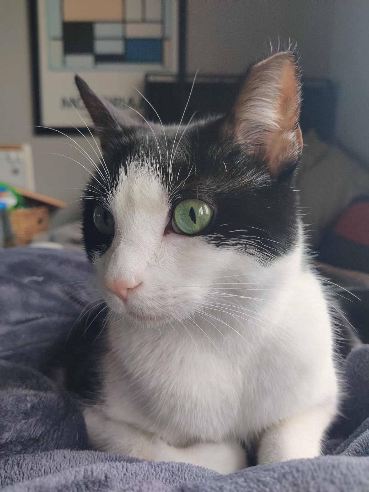 Enlarge Chester, a Adoptable Domestic Short Hair in Mission Hills, CA image 1/3