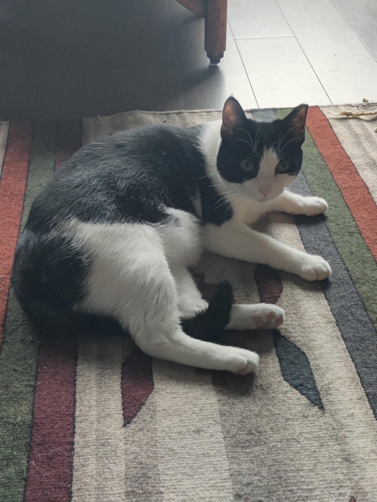 Enlarge Chester, a Adoptable Domestic Short Hair in Mission Hills, CA image 2/3