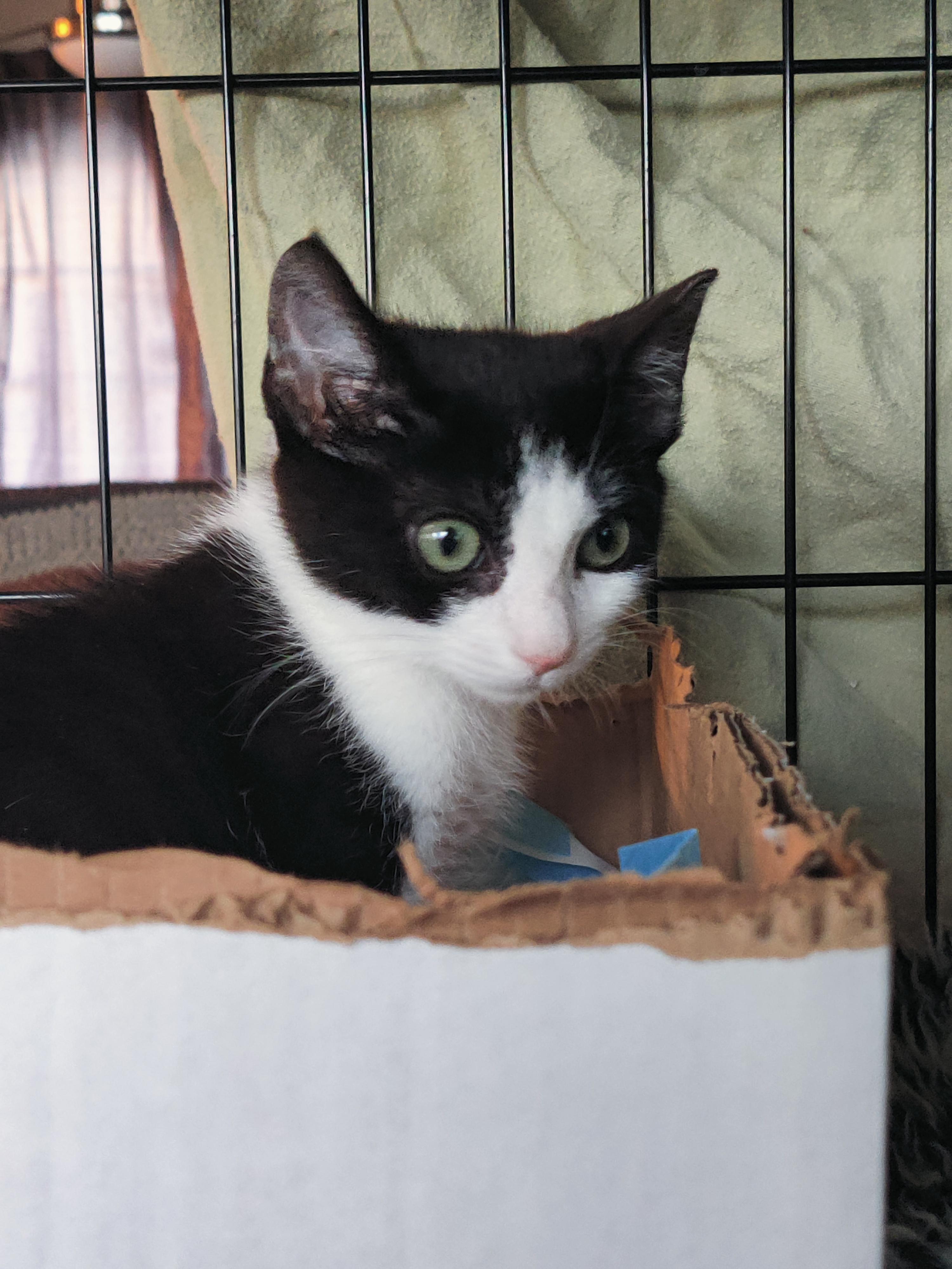 Chester, Adoptable, Kitten Male Domestic Short Hair.