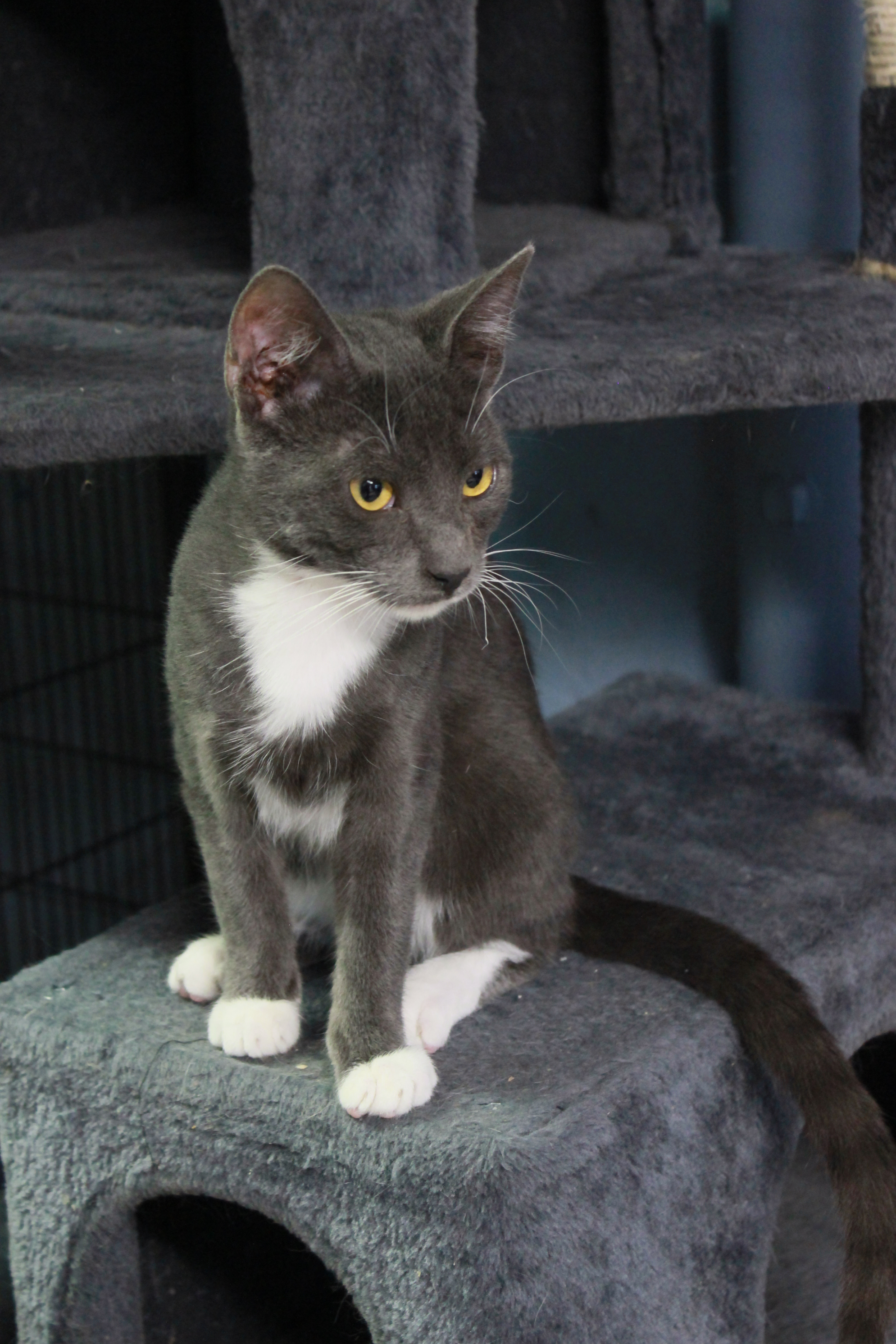 Yahoo, an adoptable Domestic Short Hair in New Richmond, WI image 1/9