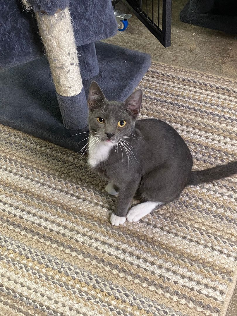 Yahoo, an adoptable Domestic Short Hair in New Richmond, WI image 2/9