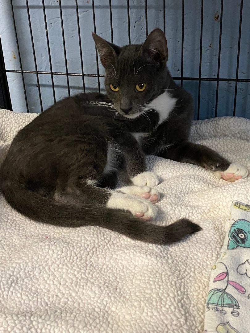 Yahoo, an adoptable Domestic Short Hair in New Richmond, WI image 3/9