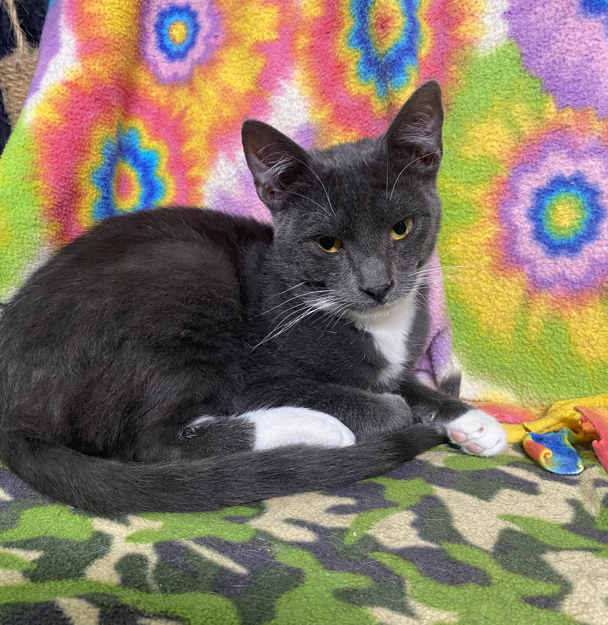 Yahoo, an adoptable Domestic Short Hair in New Richmond, WI image 4/9