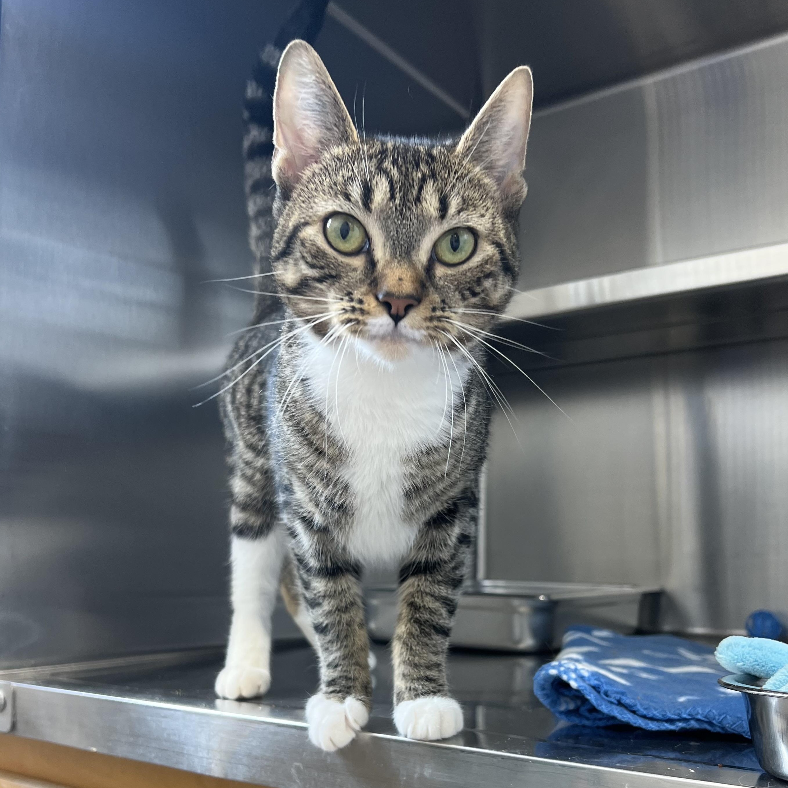 Enlarge Coco, an adoptable Domestic Short Hair in St Stephen, NB image 1/1