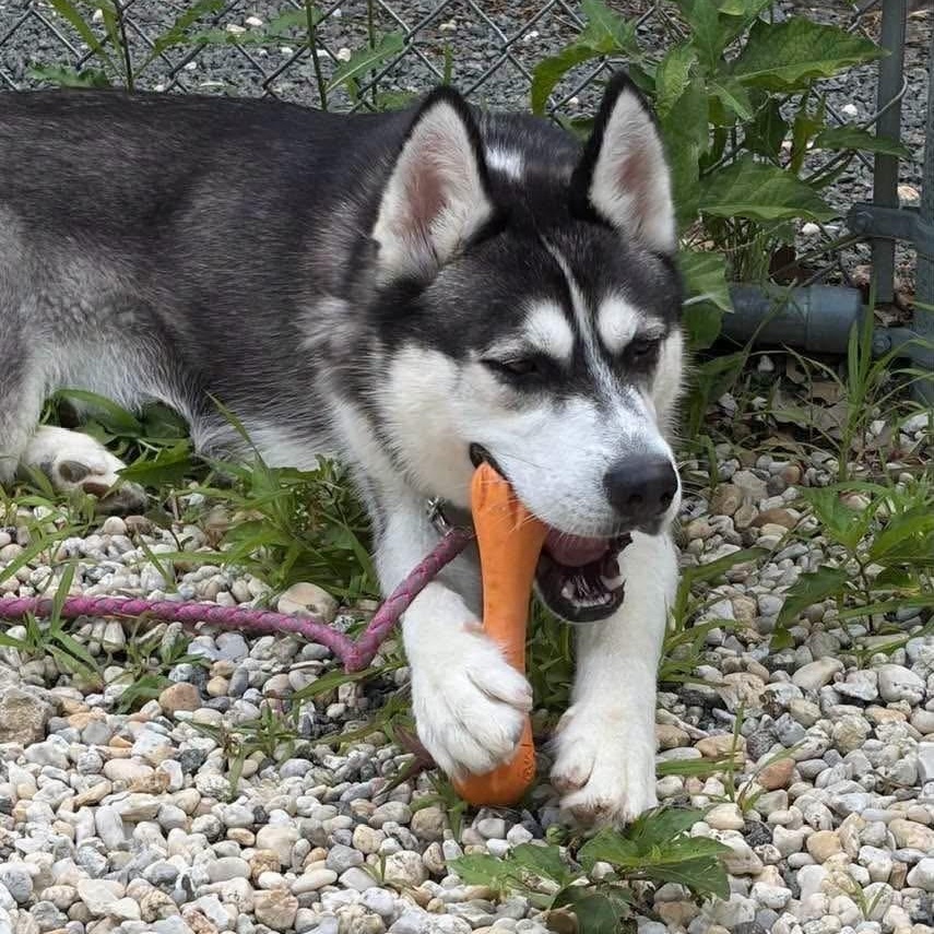 Kaz, ADOPTABLE, Adult Male Siberian Husky.