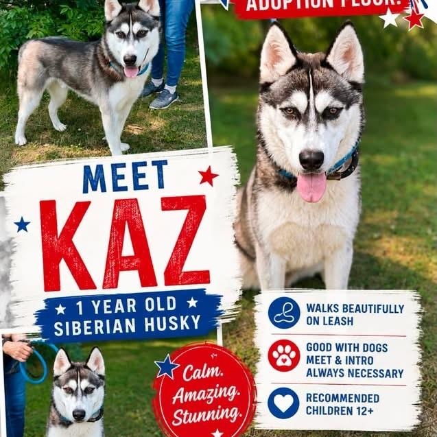 Kaz, a ADOPTABLE Siberian Husky in Manahawkin, NJ image 3/3