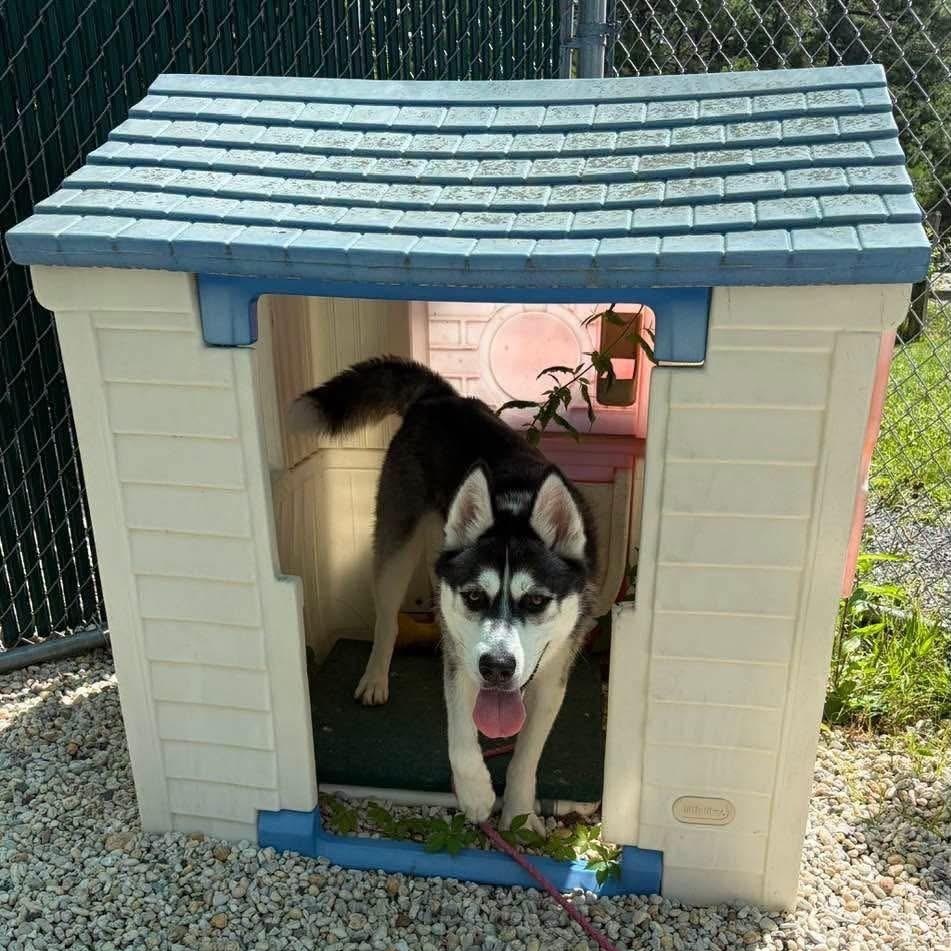 Kaz, a ADOPTABLE Siberian Husky in Manahawkin, NJ image 2/3