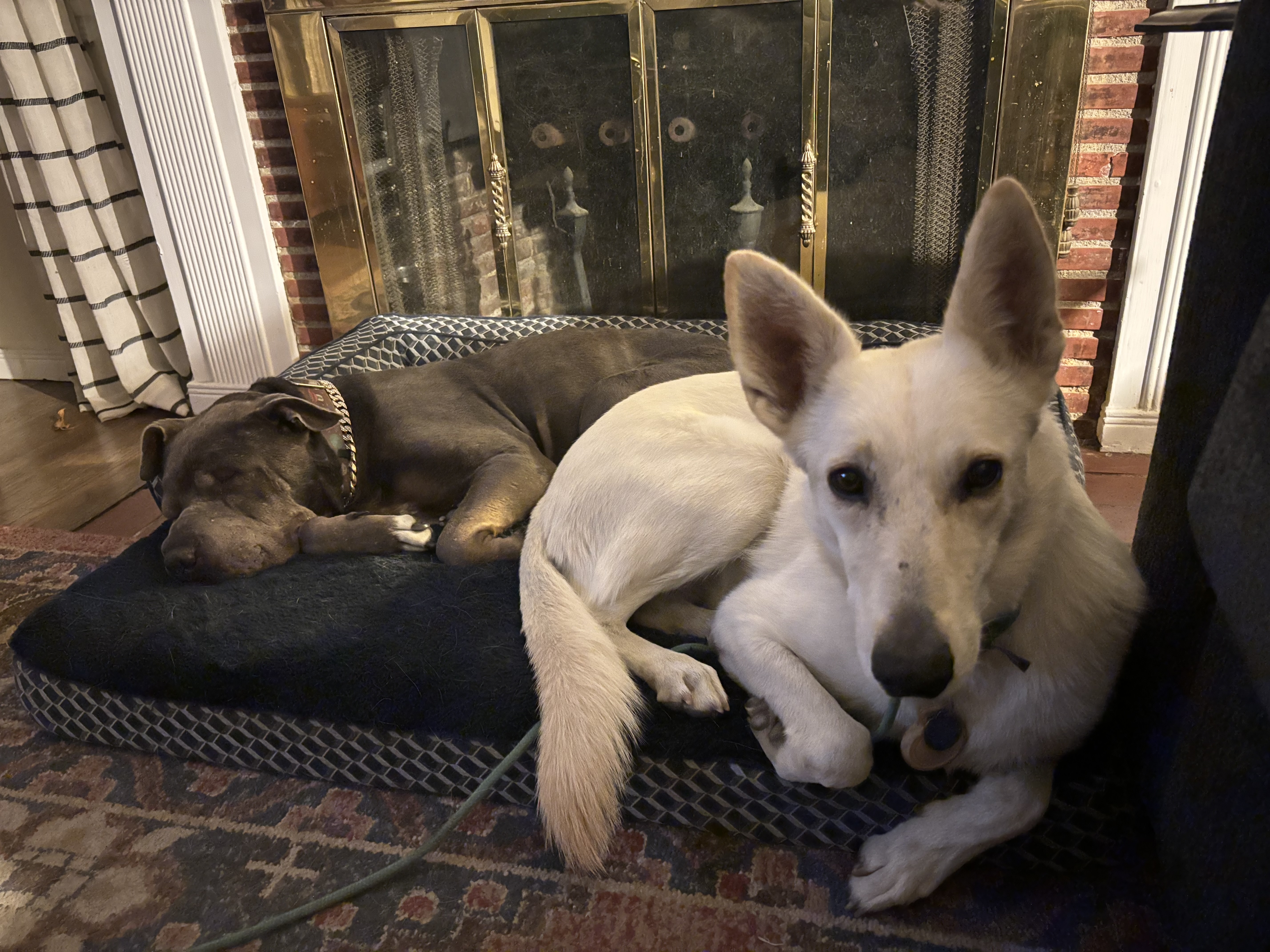 CAROLIN, a Adoptable mixed breed in Pasadena, CA image 5/6