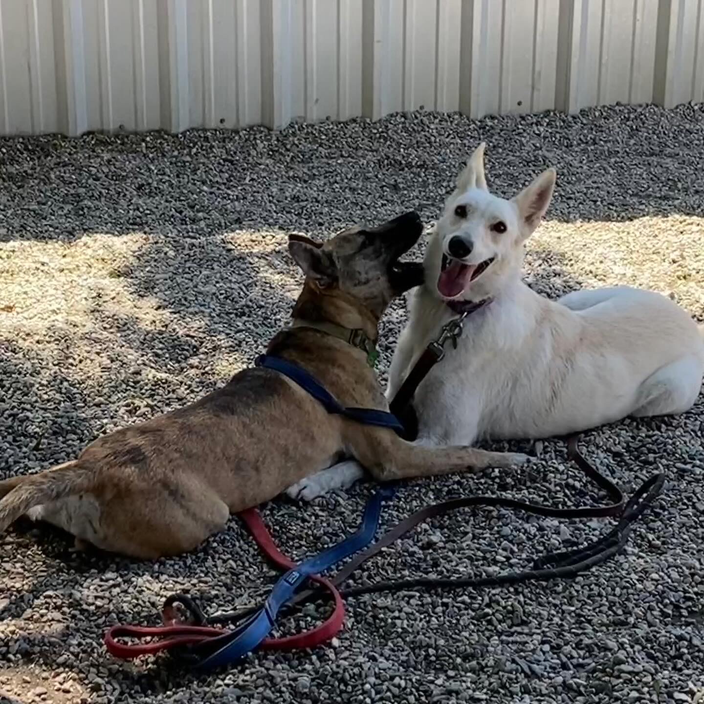 CAROLIN, a Adoptable mixed breed in Pasadena, CA image 6/6