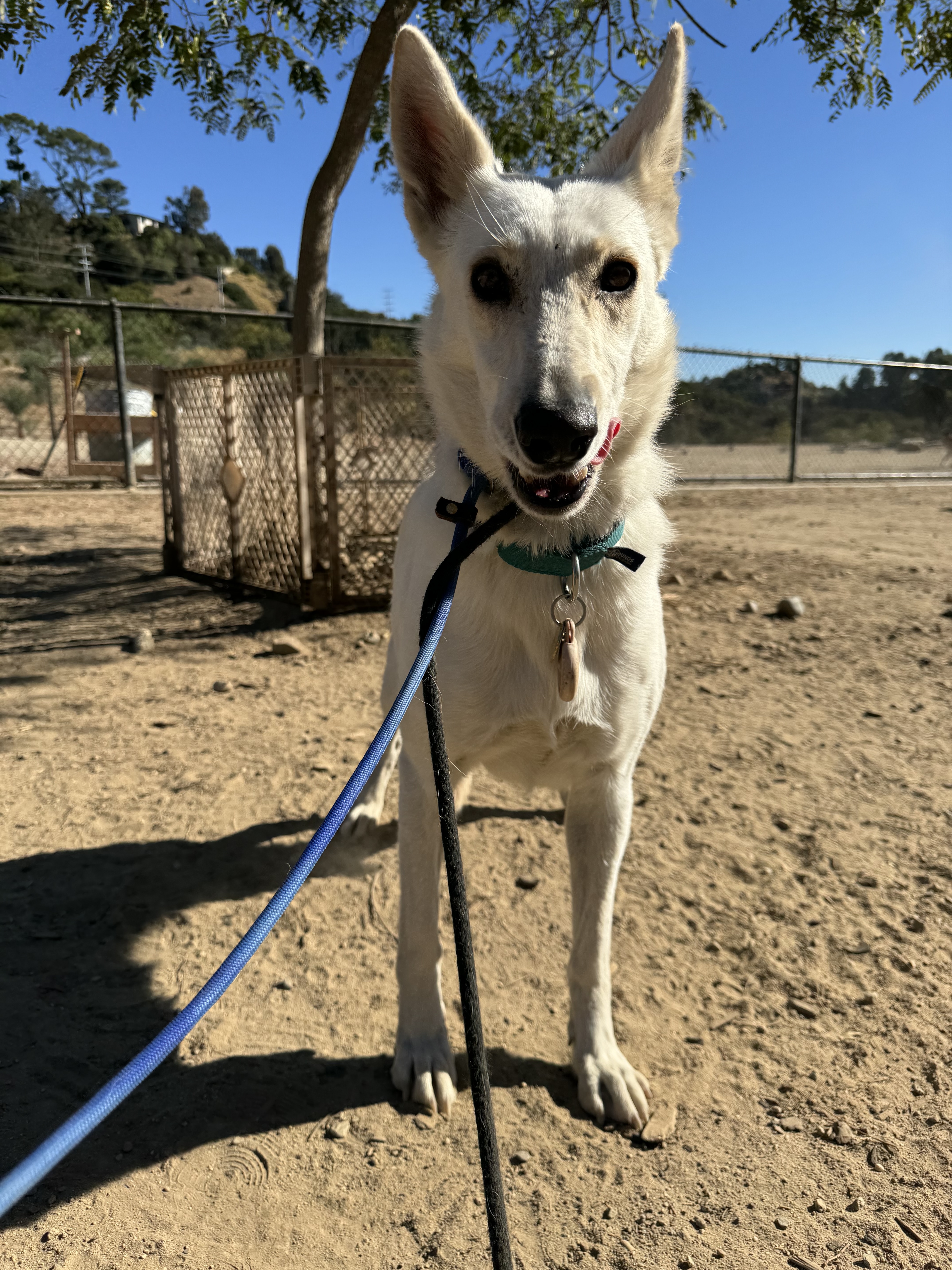 CAROLIN, a Adoptable mixed breed in Pasadena, CA image 1/6