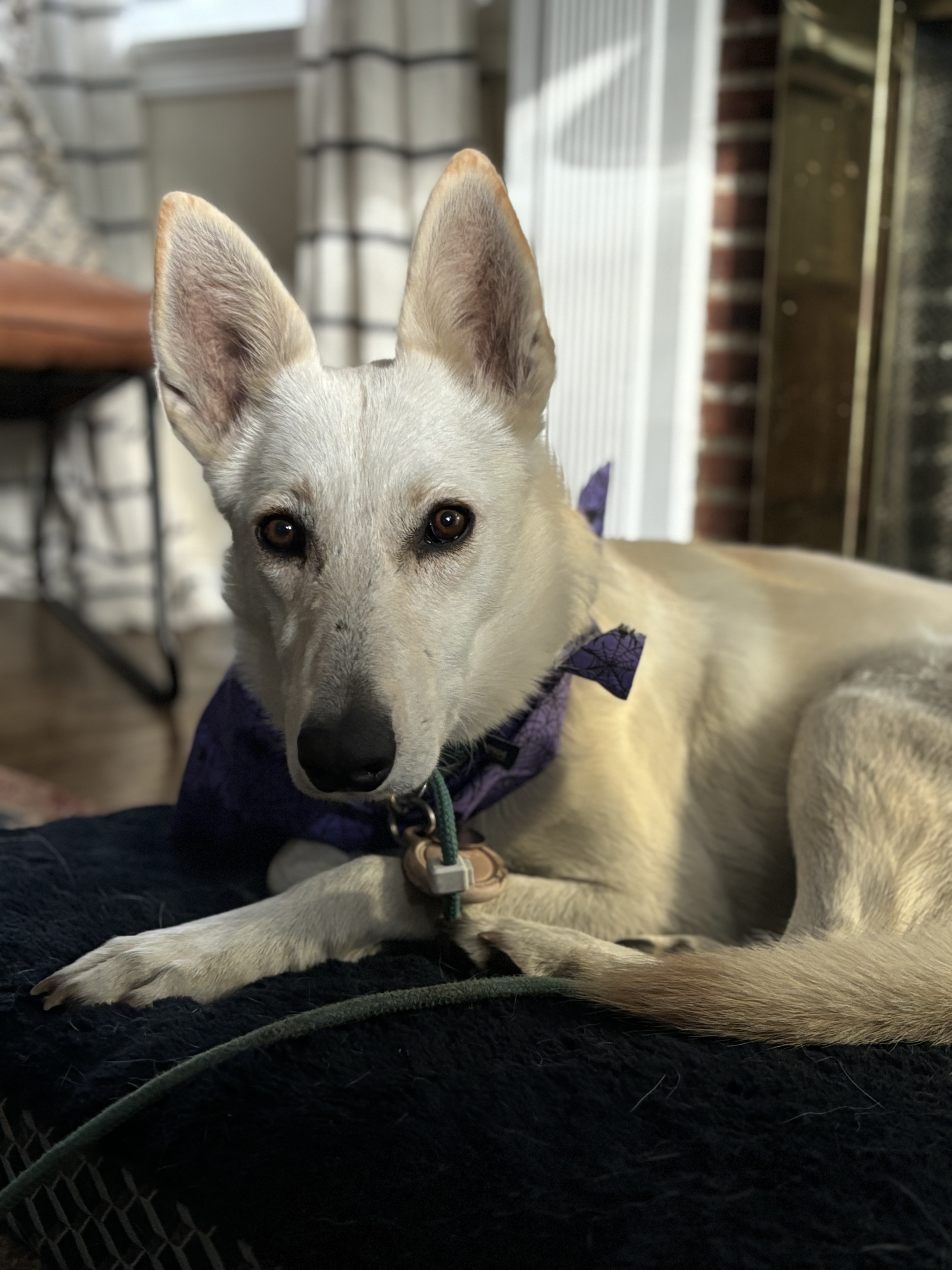 CAROLIN, a Adoptable mixed breed in Pasadena, CA image 2/6