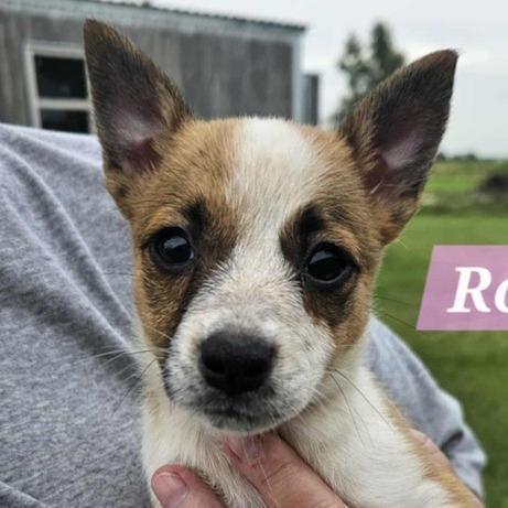 NY Rosie Avail Sep 13 (Kent Community Day)